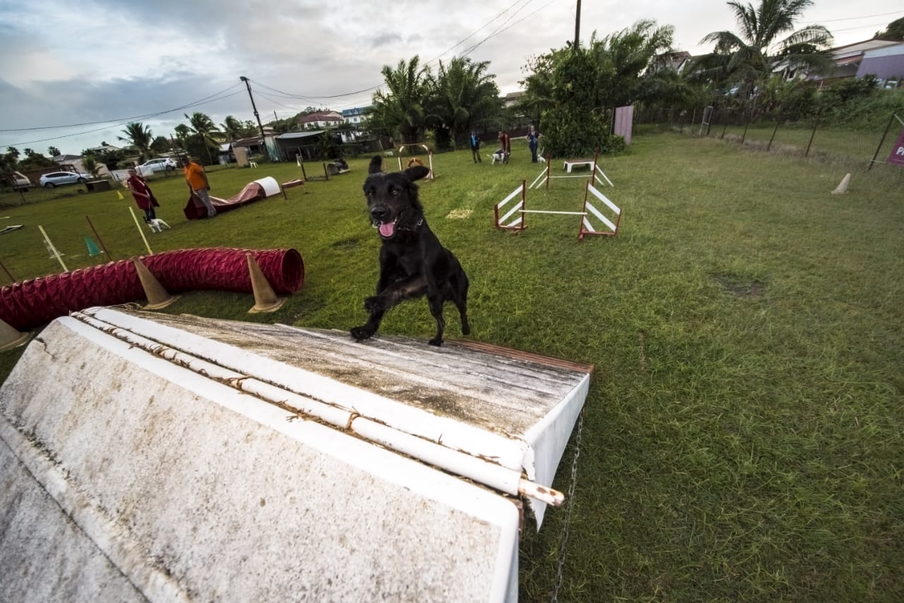 Activités sportives et canines - Club d'Education Canine Saléen en Martinique