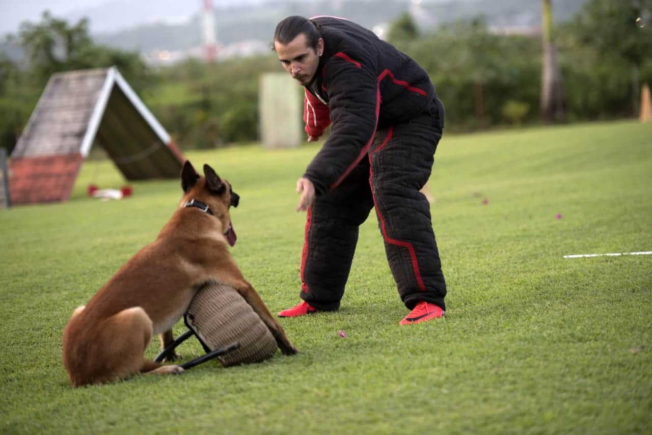Club d'Éducation Canine Saléen en Martinique - Sport canin Ring Agility Obéissance Sociabilisation du chien