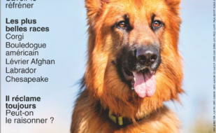 Article Spécial Chiens by France Press 77 - CECS Martinique Club d'Education Canine en Martinique